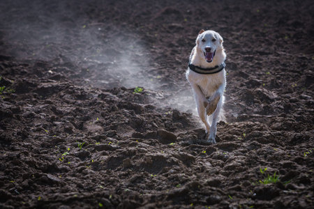 dog runs in full speed on a dirt field