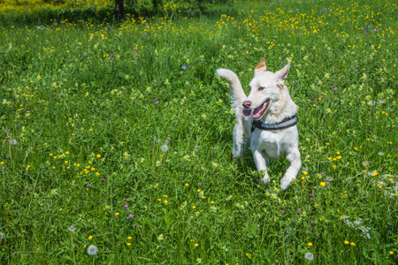 dog running on meadow