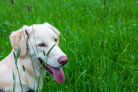 dog portrait close up