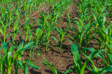 young corn plants on the fieldの写真素材
