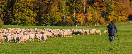 idyllic flock of sheep with shepherd in autumn at the Suabian Albのeditorial素材