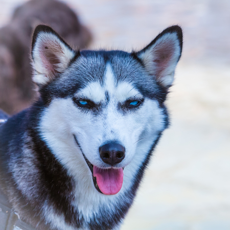 portrait of a husky dogの写真素材