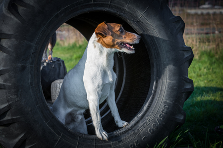 Cute Jack Russel terrier stands in tyre on a dog training areaの写真素材