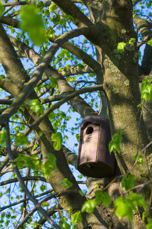 bird house between twigs in a big lime tree