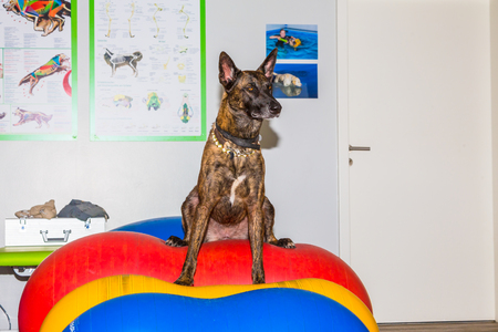 Mallinois shepherd dog sits in a office on rubber ballsの写真素材
