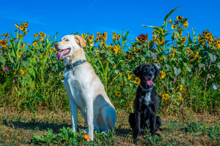 two cute dogs pose on a sunny day in front of sunflowers