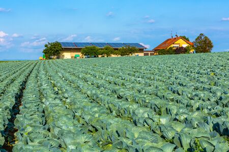 scenic farm house with cabbage field on a sunny dayの写真素材