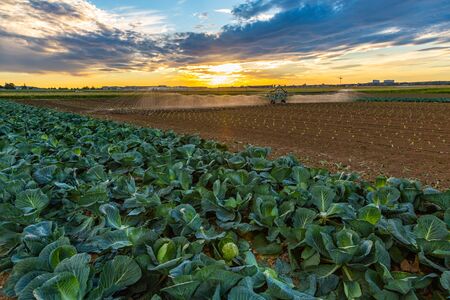 cabbage field gets artificial watering at sunsetの写真素材