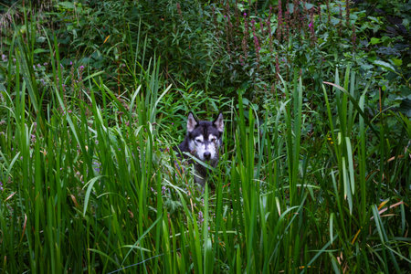 husky observes out of reed grass and looks like a wolf