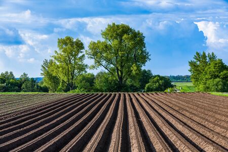 fresh plowed potatoe field on a sunny dayの写真素材