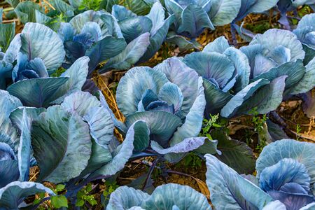 red cabbage grows on the field or gardenの写真素材