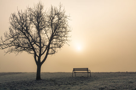 view to a park bench with tree and sun on a foggy dayの写真素材
