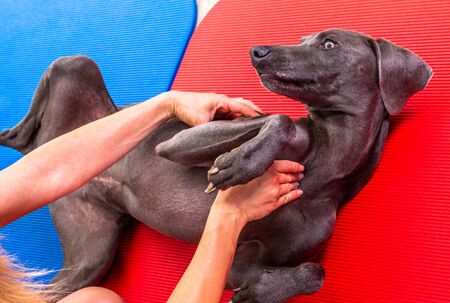 dog gets a massage in therapy in a clinicの写真素材
