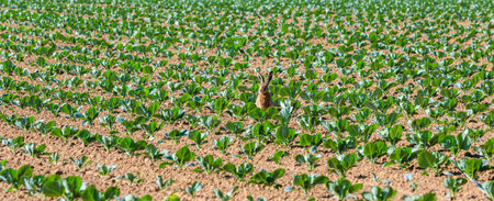 rabbit sits in a field of young cabbage plants