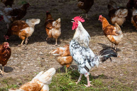 many hens and a proud rooster in betweenの写真素材