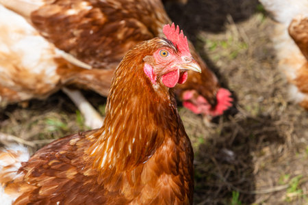 portrait of a hen between many hens
