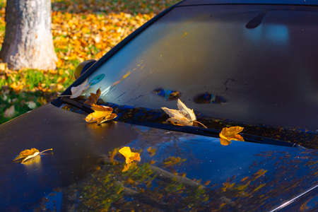 Colorful leaves on a car windshield in autumnの写真素材