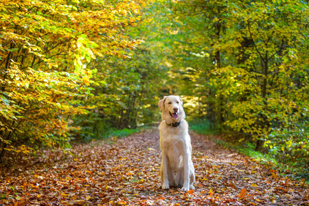 white dog sitting in the autumn forest on a path