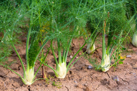 young fennel plants grow in the gardenの写真素材