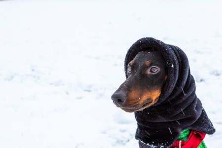 cute dog in winter dress in the snowの写真素材