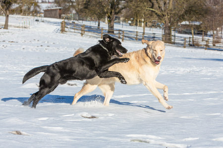 two dogs playing in the snow and haveing fun together
