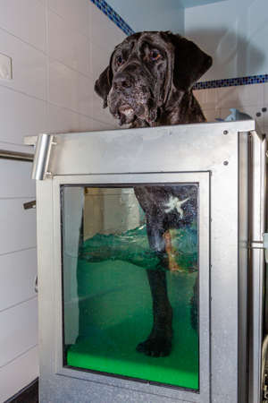 dog walking in an underwater treadmill during his treatmentの写真素材