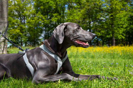 beautiful weimaraner pet dog lying on a green meadowの写真素材