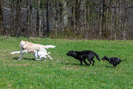 group of dogs running playful on a green meadow and haveing fun