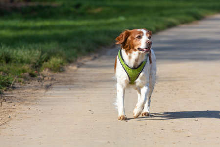 epagneul breton hunting dog walks on a roadの写真素材
