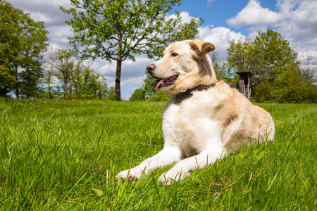 maremmano dog lying outdoors in the grass and watches