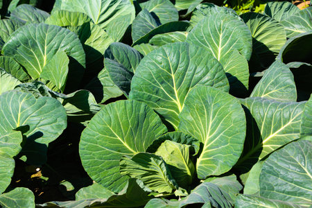 fresh green leafs of cabbage growing on the field