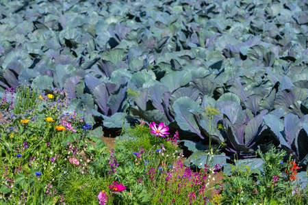 red cabbage and flowers growing together on the fieldの写真素材