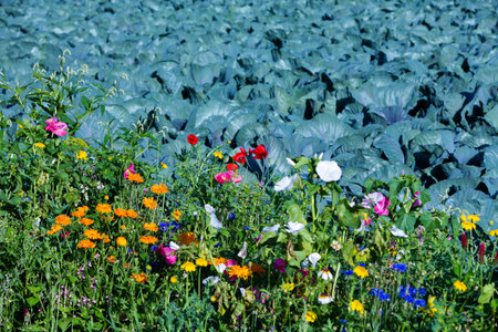 colorful flower meadow and cabbage field growing beside