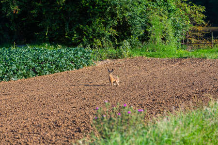 wild brown hare sitting on a field looking alertの写真素材