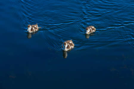 egyptian goose chicks swimming in a pondの写真素材