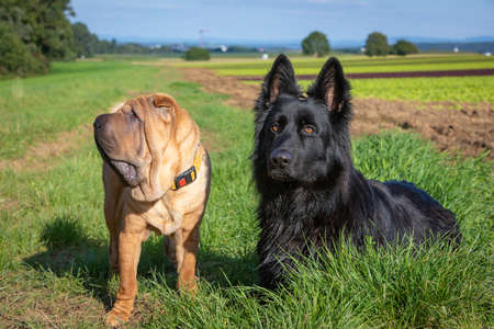 shar pei dog and black german shepherd dog togetherの写真素材