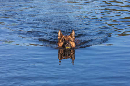 german shepherd dog fetching a stick swimming in a lakeの写真素材