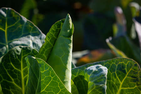 pointed cabbage plant growing on the fieldの写真素材