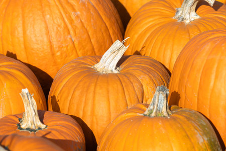 detail of orange colored pumpkins for background