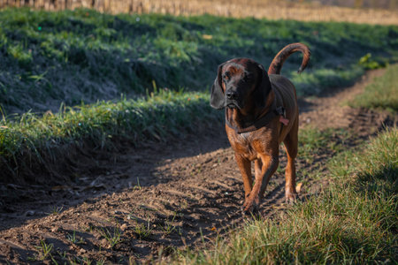 bloodhound walking on a dirt road looking forwardの写真素材