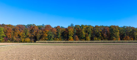 panoramic view to a colorful forest foliage in autumn on a sunny day