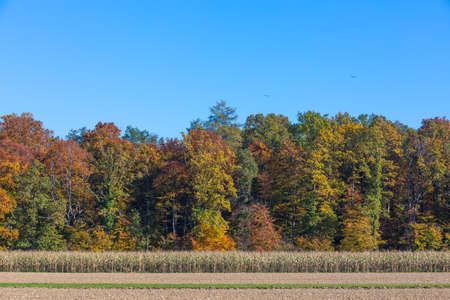 colorful forest foliage in autumn on a sunny dayの写真素材