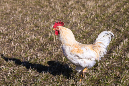 single white rooster on a field looking for food