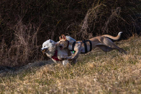 samoyed dog have a fight with another dog over a stickの写真素材