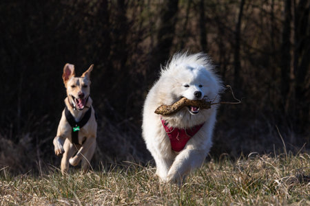 beautiful white samoyed dog running with a stick in mouth
