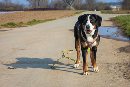 cute young swiss mountain dog standingの写真素材