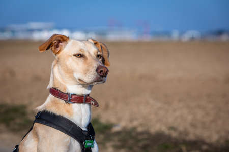 side front view portrait of a cute pet dogの写真素材