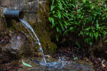 well in the woods with wild garlic in springの写真素材