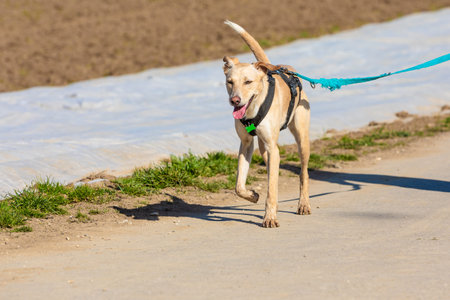 dog on leash walking along a fieldの写真素材