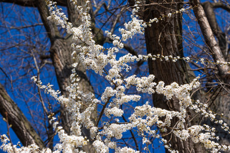 white blossoms and blue sky in spring
